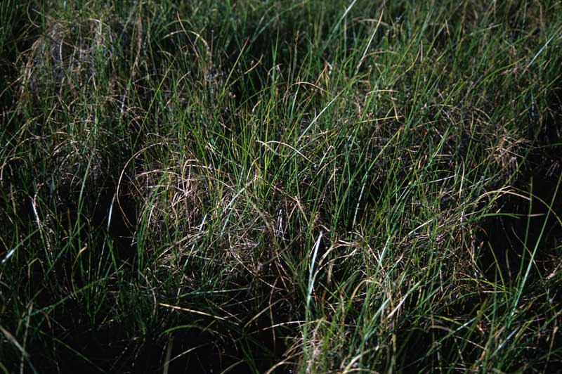 general plot photo
