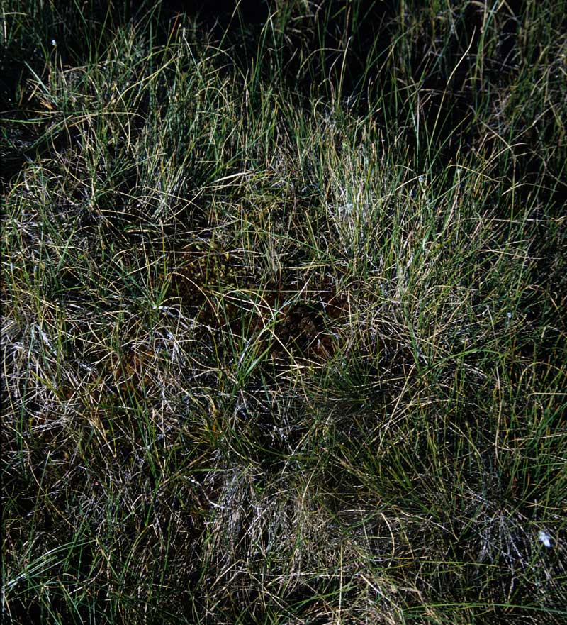 general plot photo