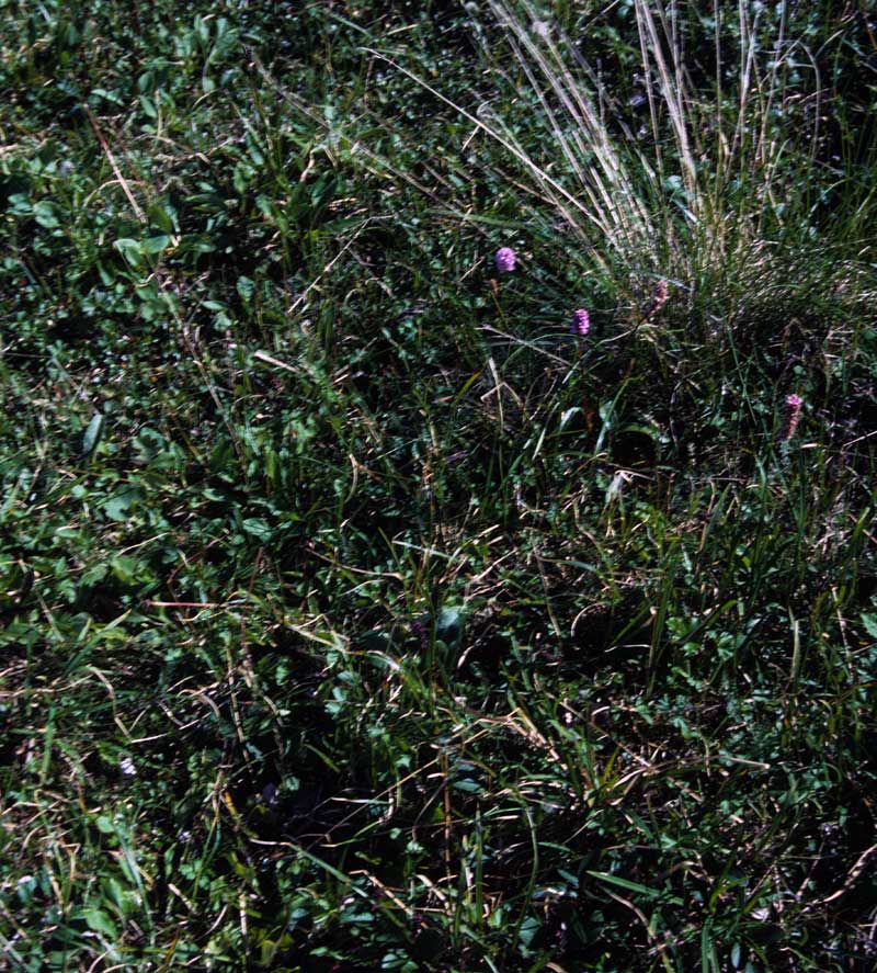general plot photo
