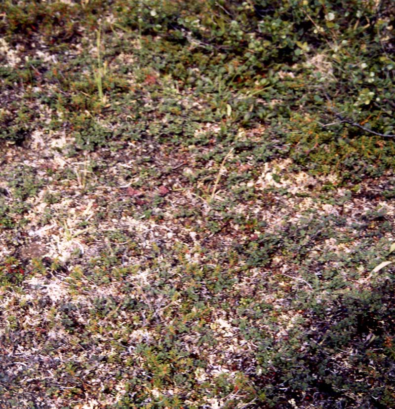 general plot photo
