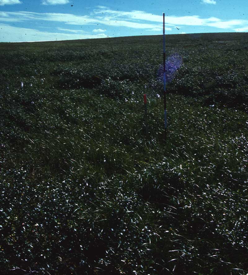 general plot photo