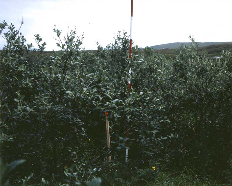 general plot photo