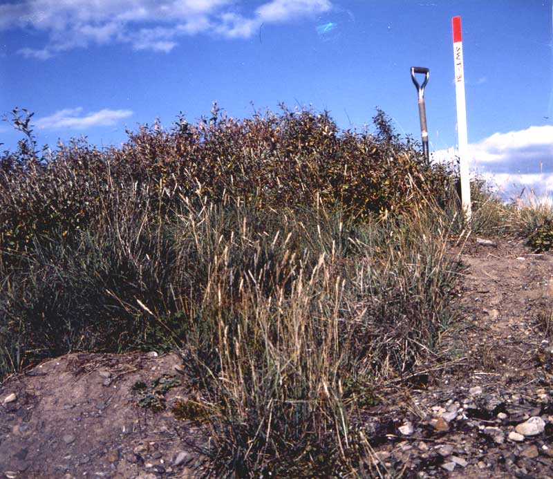 general plot photo