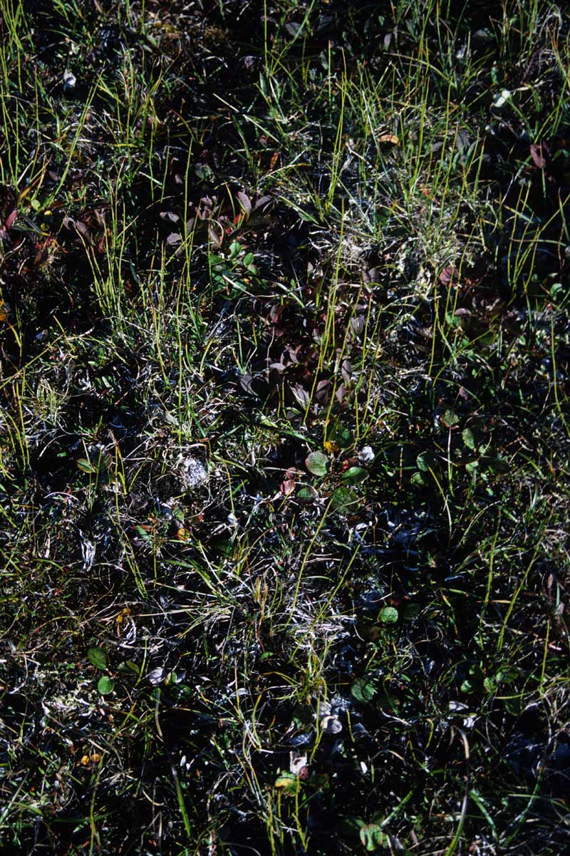 general plot photo