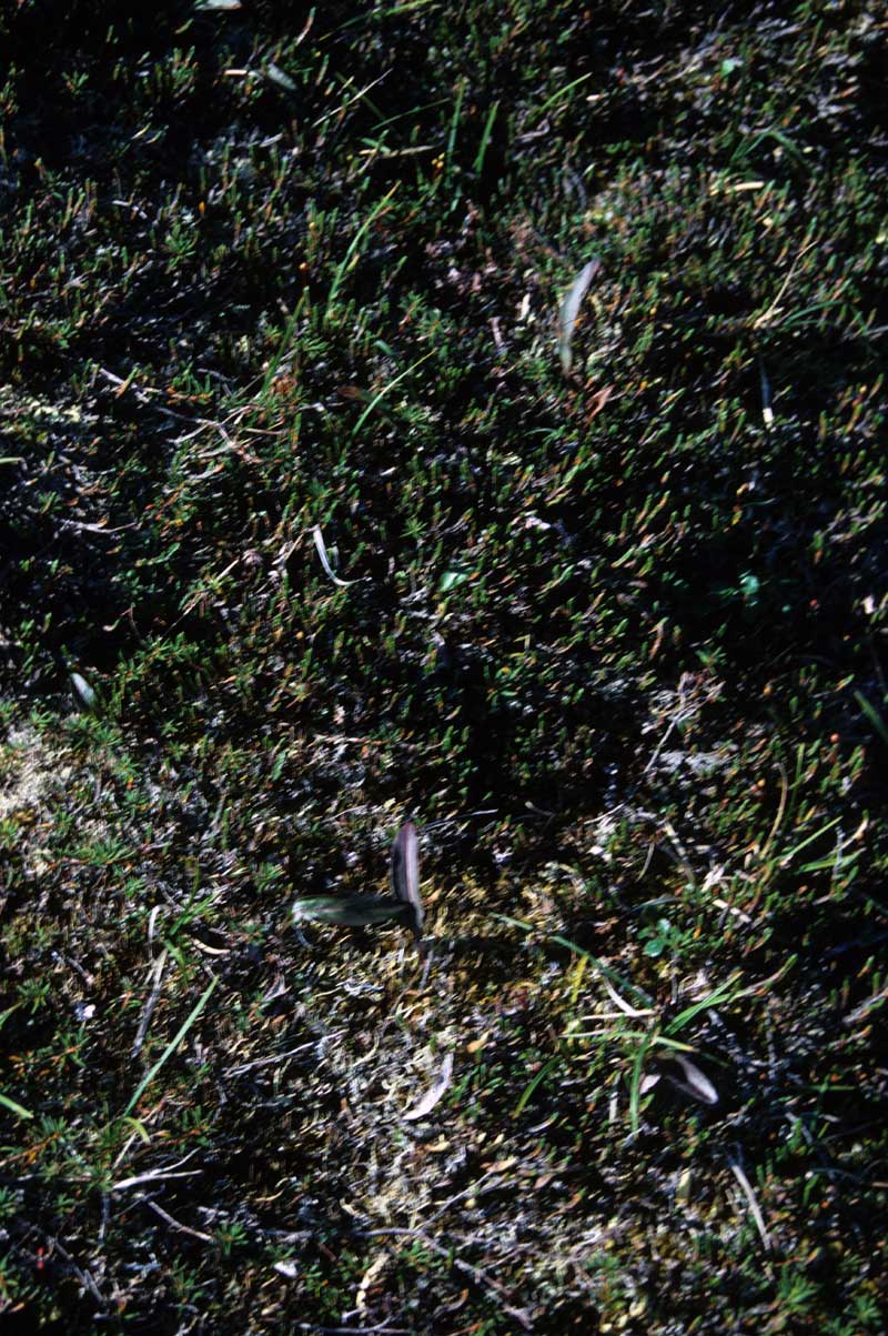 general plot photo