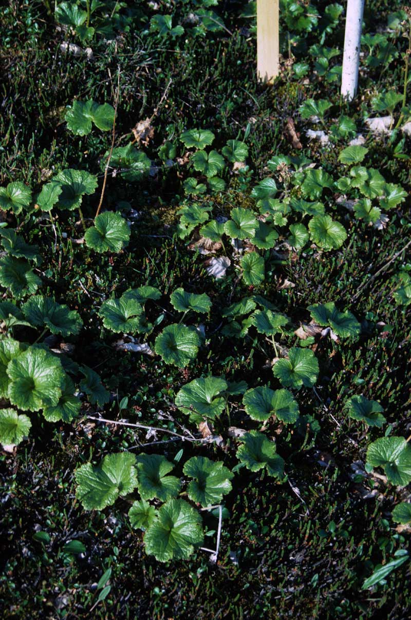 general plot photo
