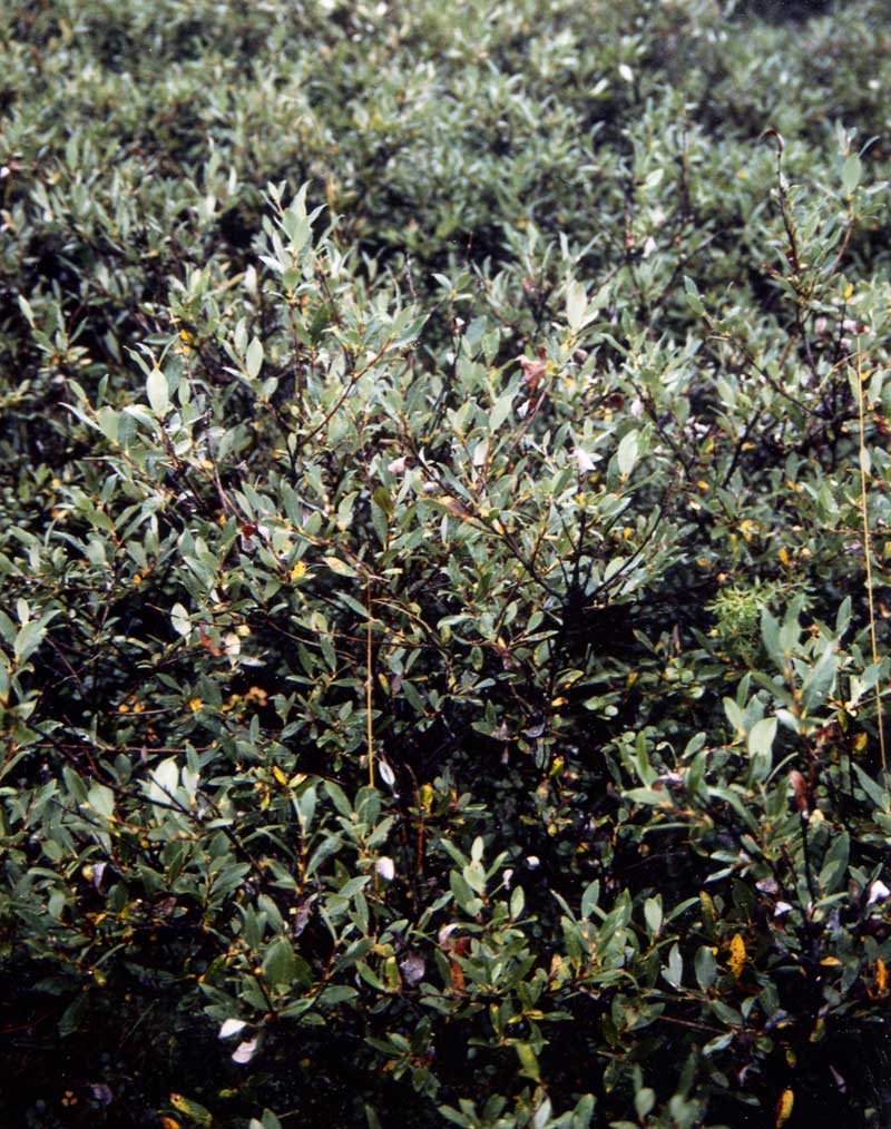 general plot photo