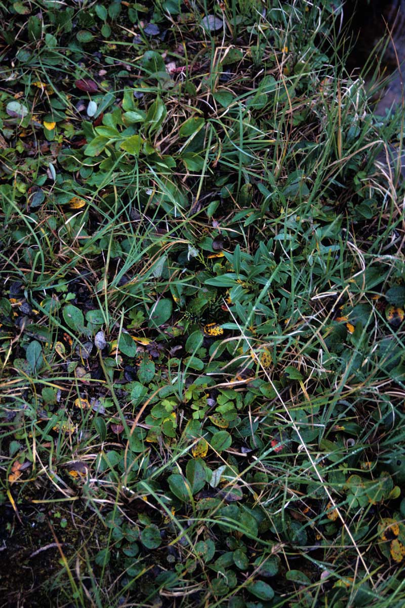 general plot photo