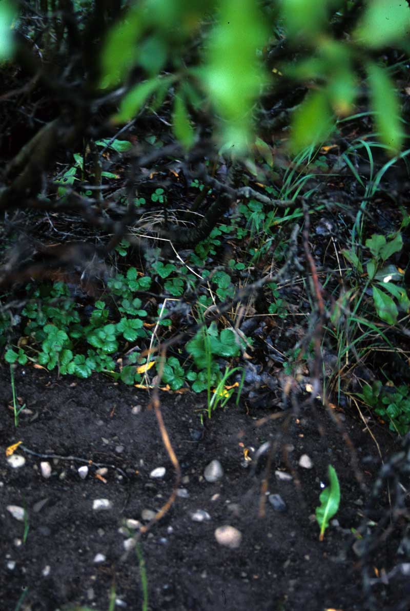 general plot photo