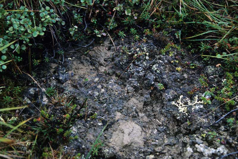general plot photo