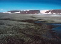 B1. Cryptogam, herb barren