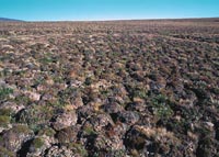G2. Graminoid, prostrate dwarf-shrub, forb tundra