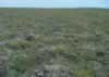 CAVM vegetation unit G3 photo