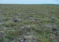 G3. Nontussock sedge, dwarf-shrub, moss tundra