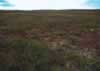 CAVM vegetation unit S1 photo