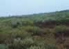 CAVM vegetation unit S2 photo