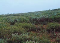 G4. Low-shrub tundra