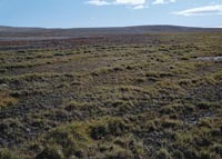 W1. Sedge/grass, moss wetland