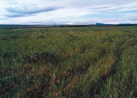 W2. Sedge, moss, dwarf-shrub wetland