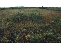 W3. Sedge, moss, low-shrub wetland