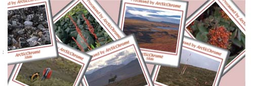 background: various photos of the Arctic