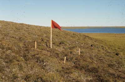 Photo B. <em>Cassiope</em>-<em>Dryas</em> snowbed on Angel pingo, Prudhoe Bay, Alaska. Walker slide 74-12-12. D.A. Walker