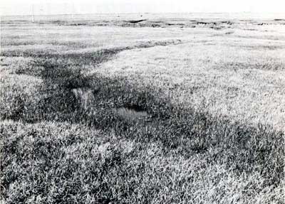 Photo B. <em>Eriophorum angustifolium</em>-<em>Carex aquatilis</em> subtype <em>Dupontia fisheri</em> in a wet polygon trough at Barrow, AK. (Included in Nodum V of Webber, 1978). Community type 3 occupies the polygon centers. Webber et al. 1978, Fig. 5. D.A. Walker.