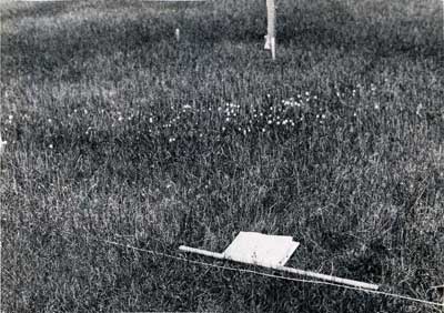 Photo A. <em>Eriophorum angustifolium</em>-<em>Carex aquatilis</em> subtype <em>Dupontia fisheri</em> in a wet meadow at Barrow, AK. The white inflorescences of <em>Eriophorum russeolum</em> are visible. This unit was designated as Nodum V (Wet <em>Dupontia fisheri</em>-<em>Eriophorum angustifolium</em> meadow by Webber (1978). Webber et al. 1978, Fig. 6. D.A. Walker.