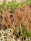 Cladonia gracilis