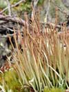Cladonia gracilis