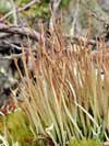 Cladonia gracilis