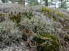 Cladonia uncialis    , cup lichen