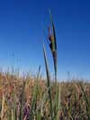 Carex aquatilis    , water sedge