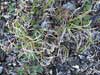 Carex rupestris    , curly sedge