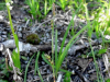 Carex vaginata    , sheathed sedge