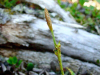 Carex vaginata    , sheathed sedge