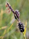 Carex saxatilis L. ssp. laxa, rock sedge