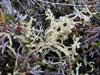 Cetraria cucullata    , lichen