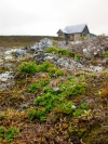 Chrysosplenium tetrandrum    , northern golden saxifrage