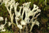 Cladonia chlorophaea    , cup lichen