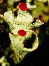 Cladonia pleurota