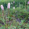 Bistorta plumosa    , meadow bistort