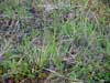 Carex bigelowii    , Bigelow's sedge