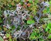 Masonhalea richardsonii    , Richardson's masonhalea lichen