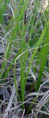 Carex membranacea