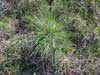 Carex bigelowii    , Bigelow's sedge