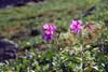 Chamerion latifolium    , dwarf fireweed