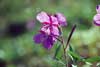 Chamerion latifolium    , dwarf fireweed