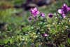 Chamerion latifolium    , dwarf fireweed