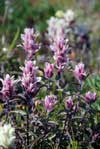 Castilleja caudata    , Port Clarence Indian paintbrush